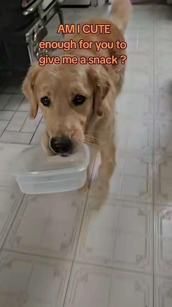 @🐶Griffin