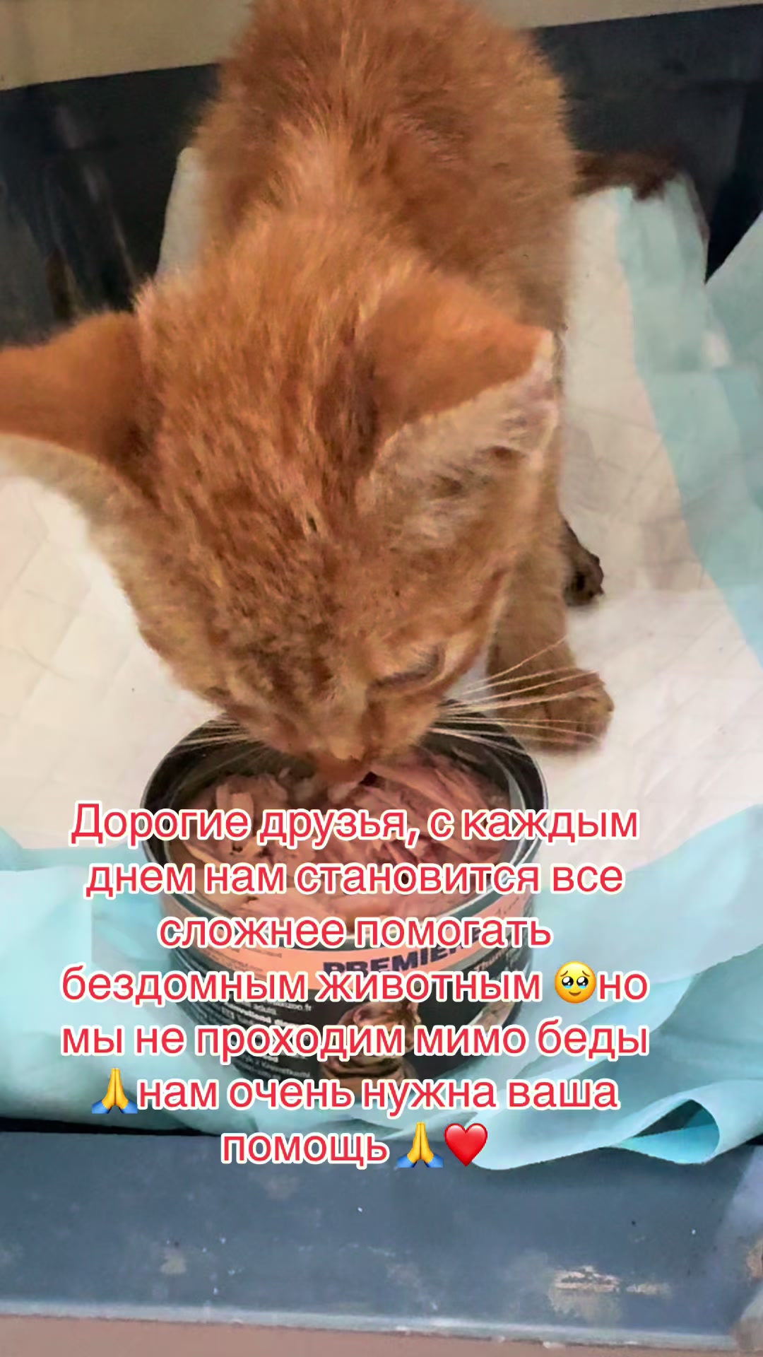 @Лёвка и компания.