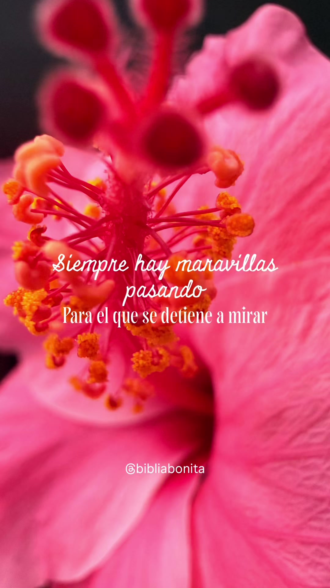 @Bible Journaling- Bibliabonita