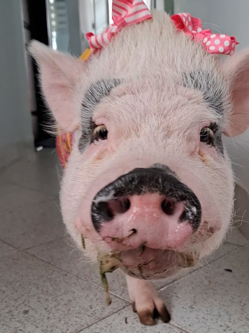@🐷Ibi.pig🐷