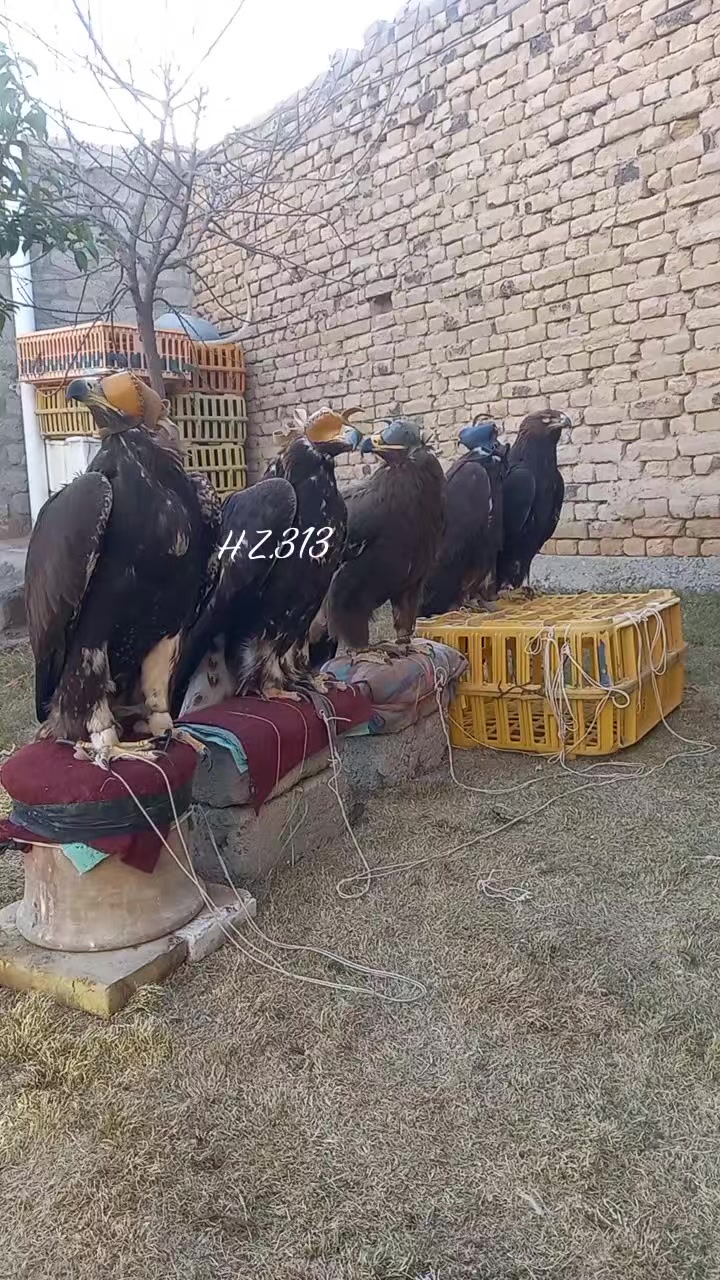 @🦅Hunter Zehri🪶