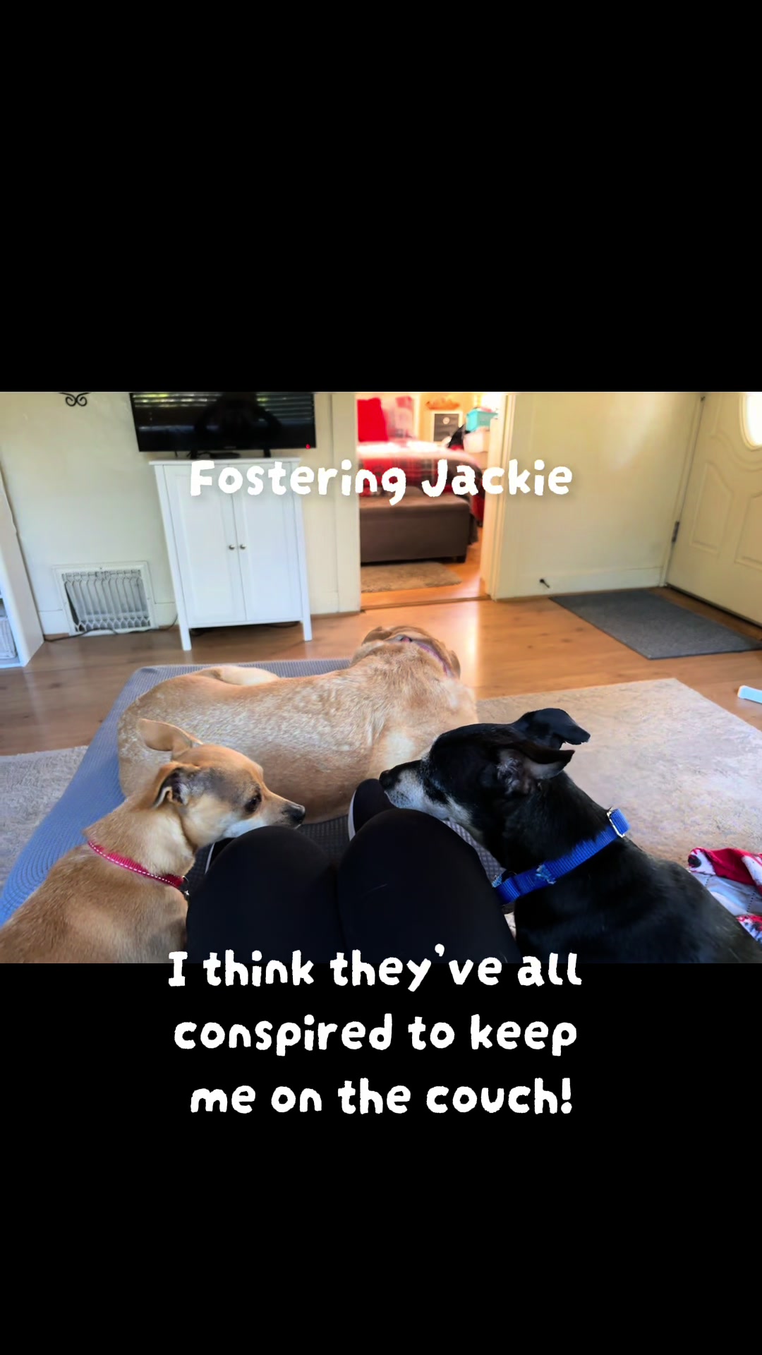@LittleDog&Bogie