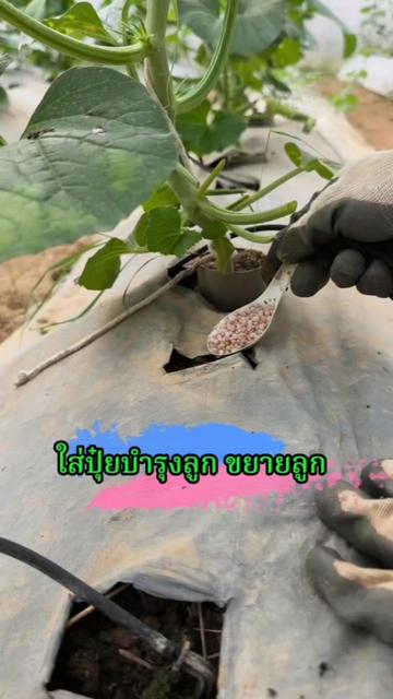 @Mote เมล่อนและไม้ด่าง