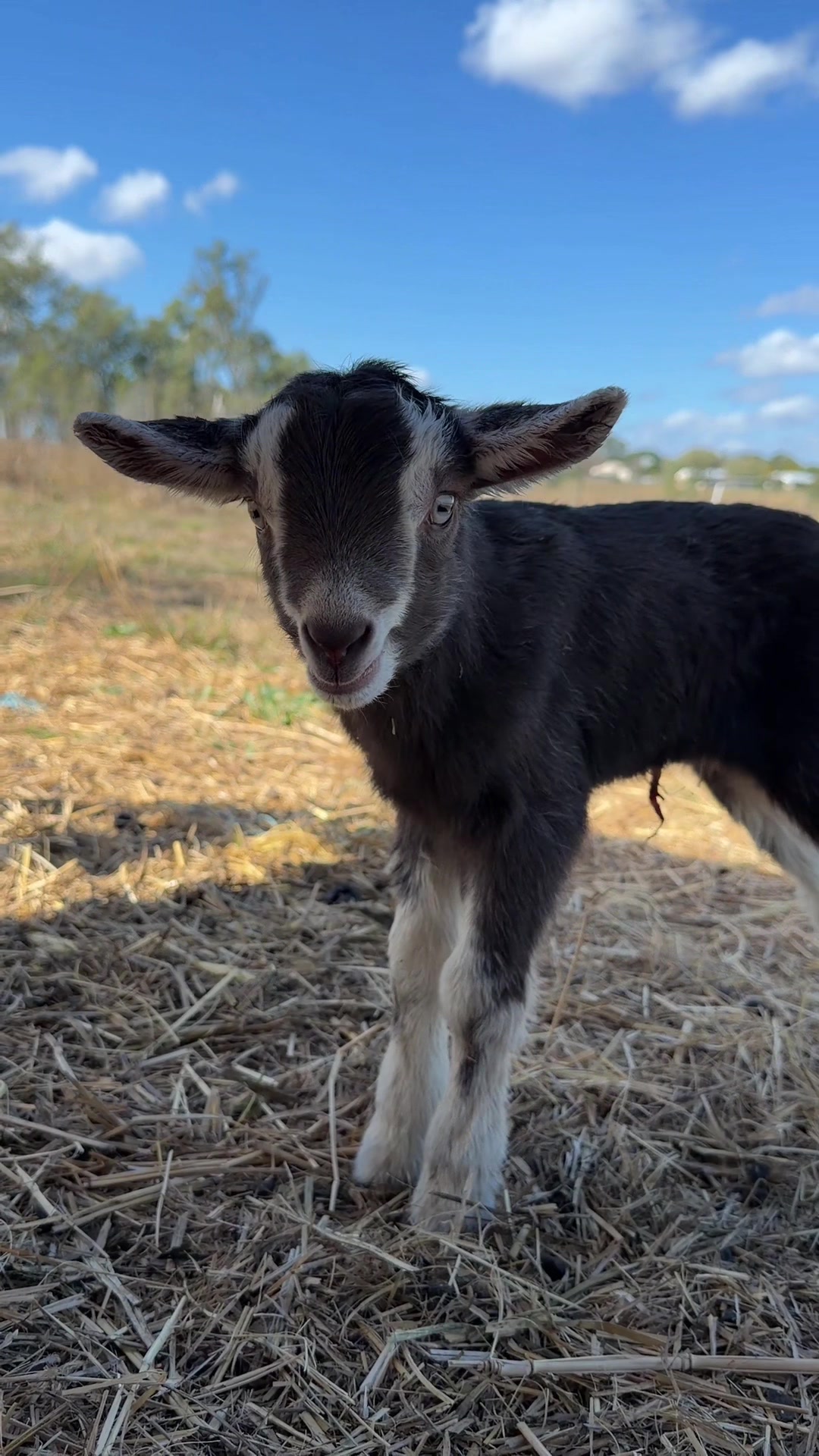 @Thegoatfather