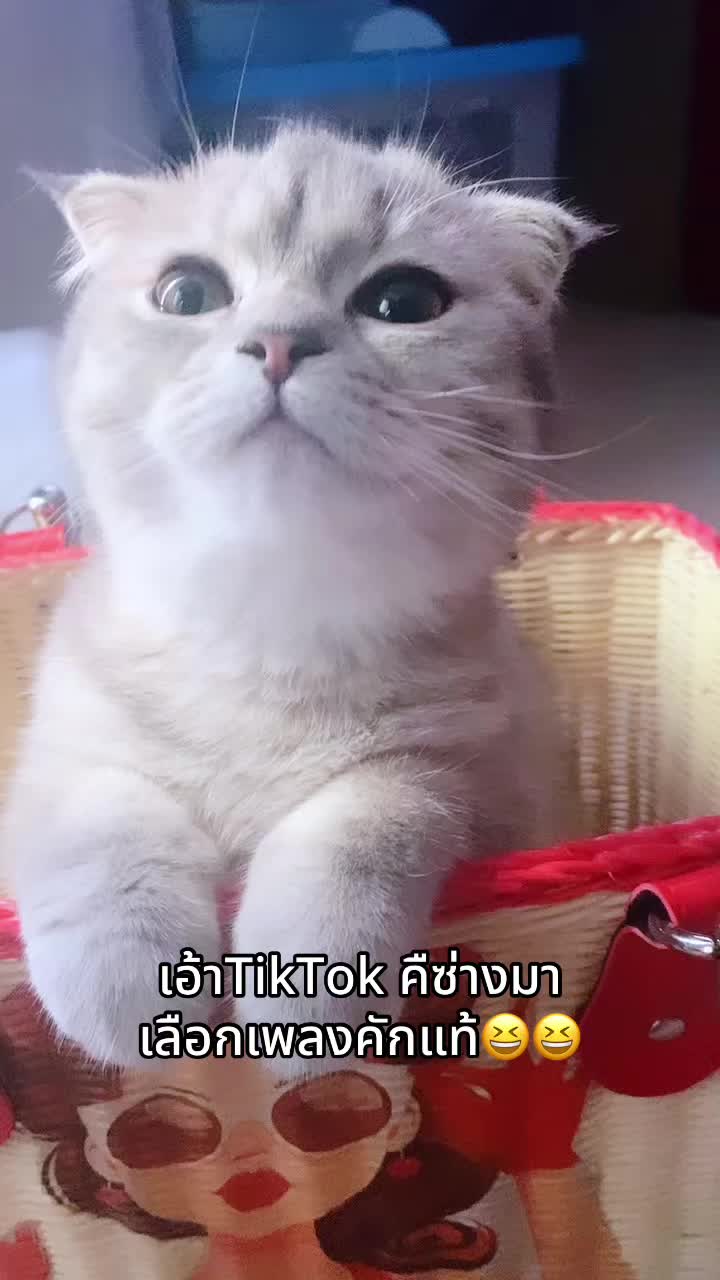 @ตาต้น กับลูกๆทั้ง20ตัว🐈