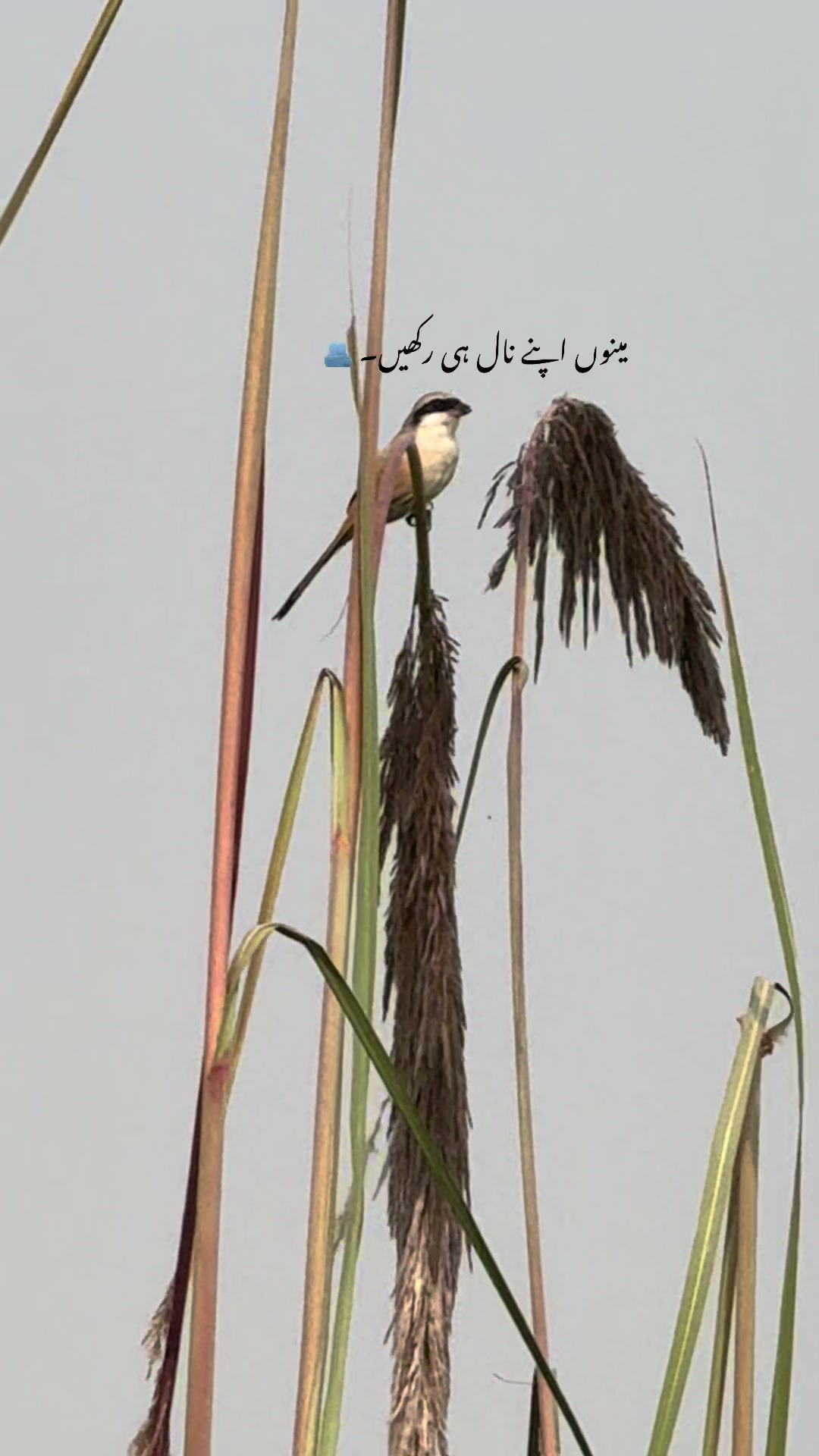 @faizbhatti1120