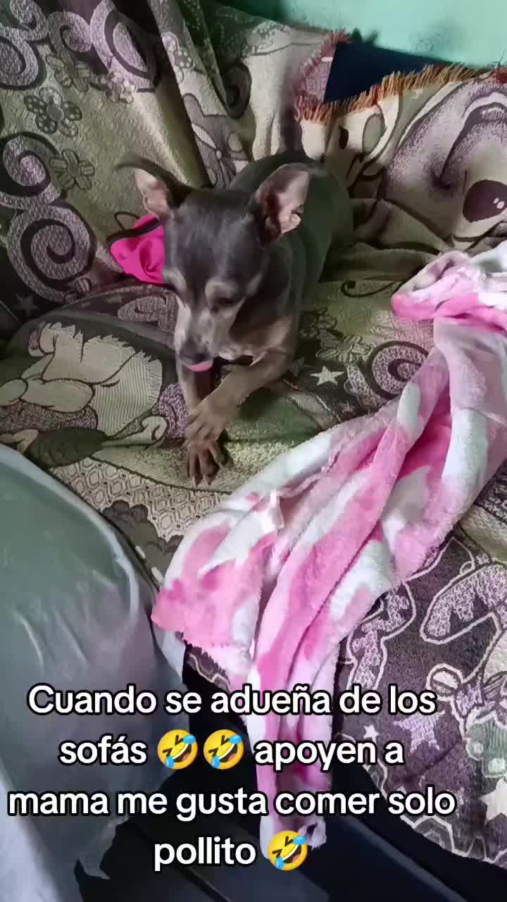 @ayudando perritos