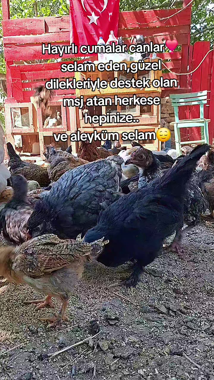 @Serap ince çiftliği