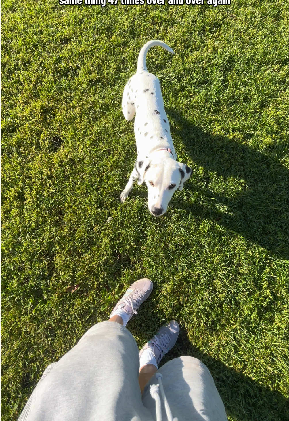 @Nevada the Dalmatian