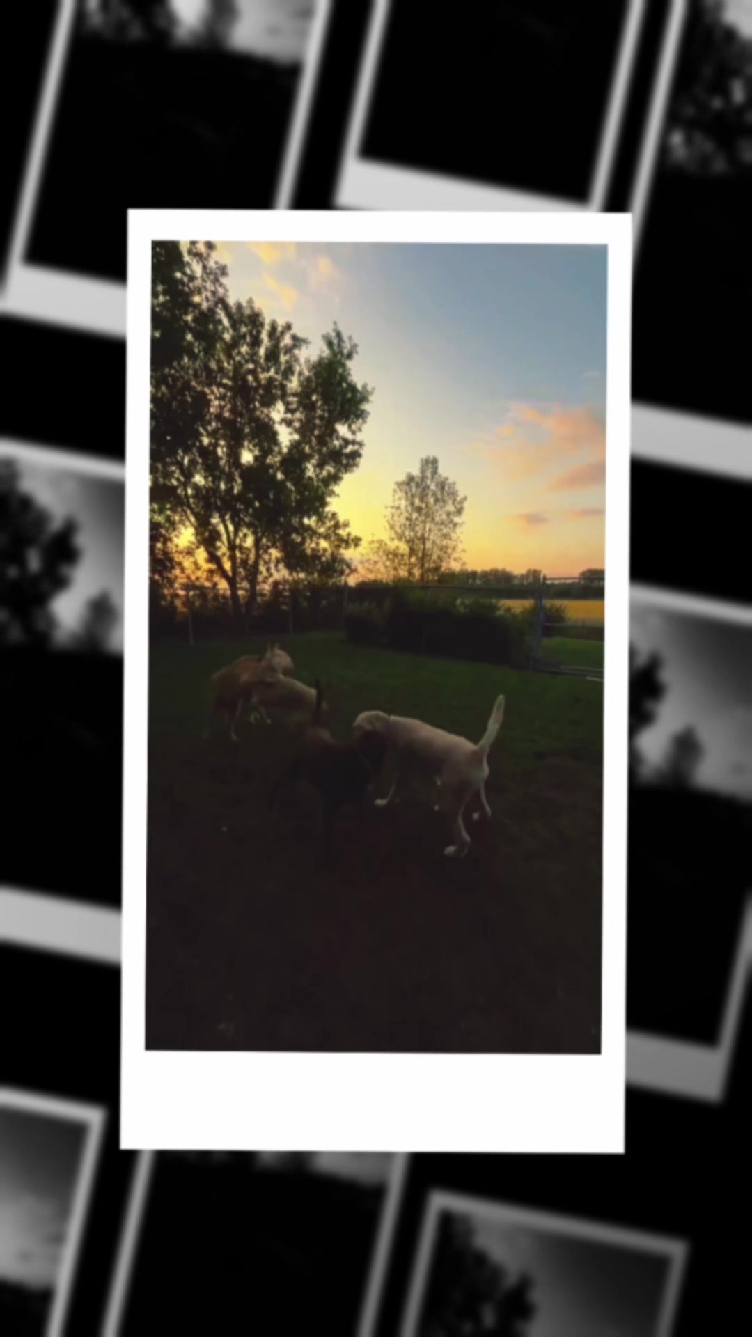 @Pension.canine.Aguerin