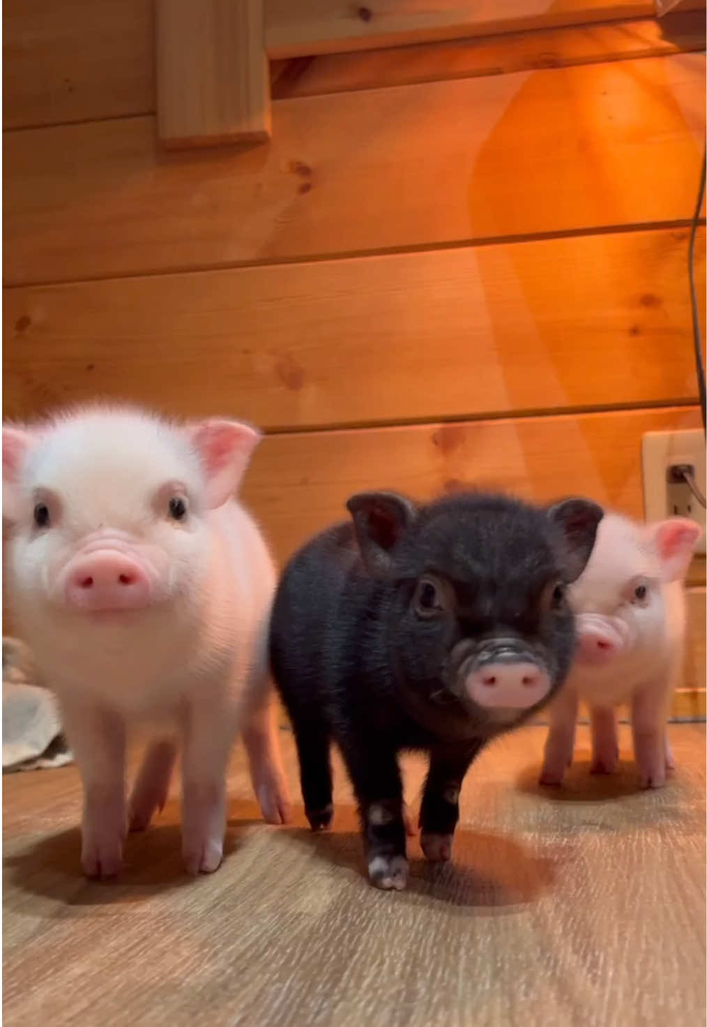 @pignic