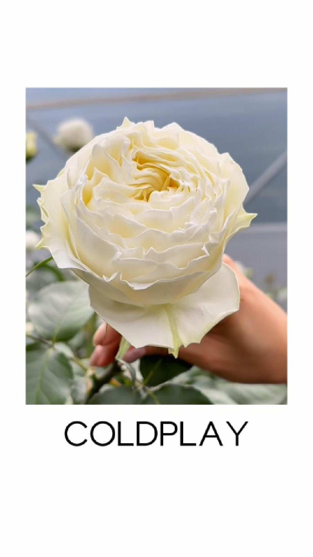 @ecflowersdirect