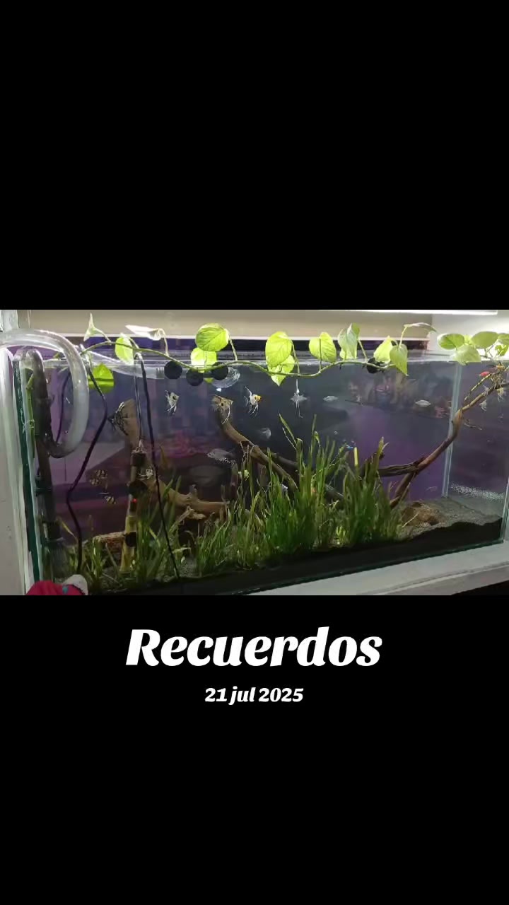 @luiselpollo95