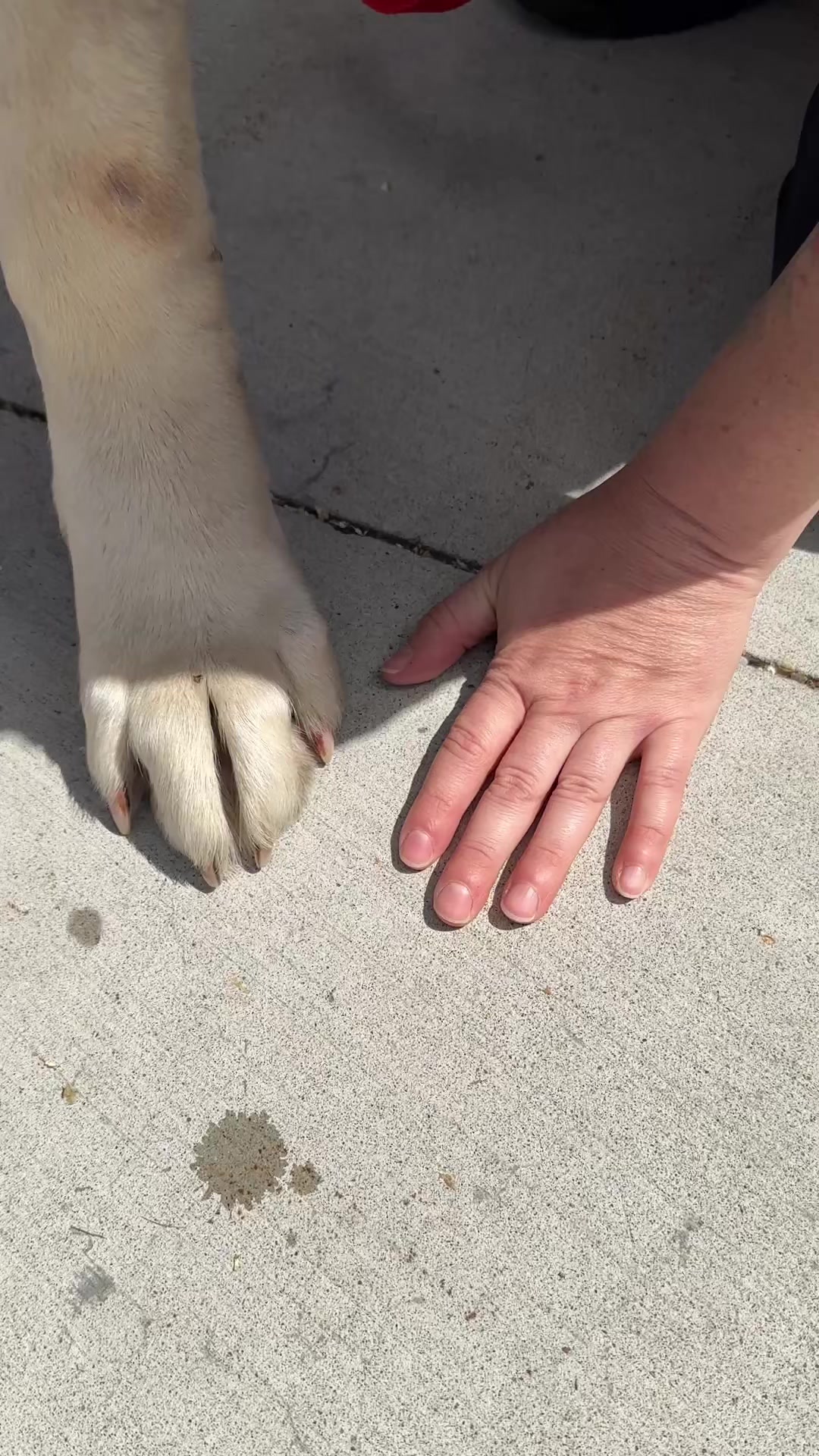 @Calgary Humane Society
