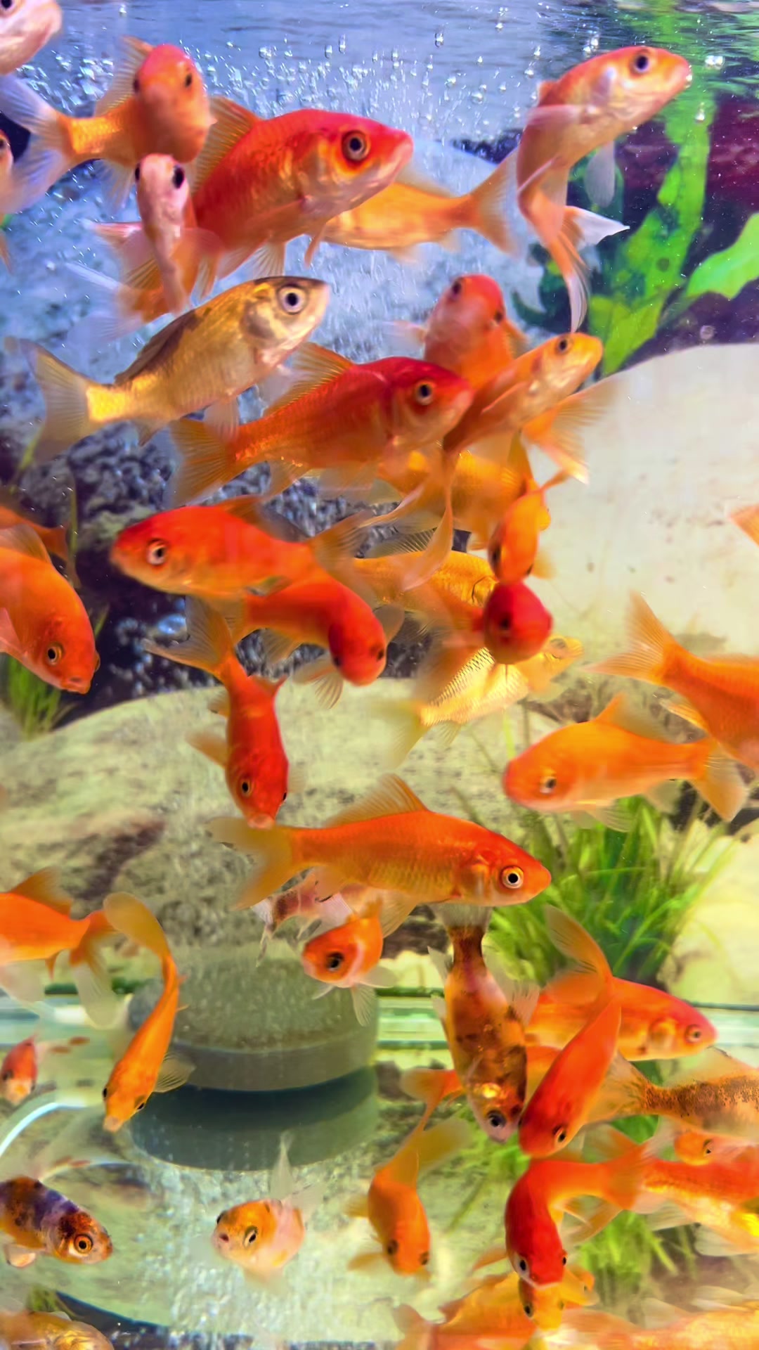 @PET SHOP KRISTI