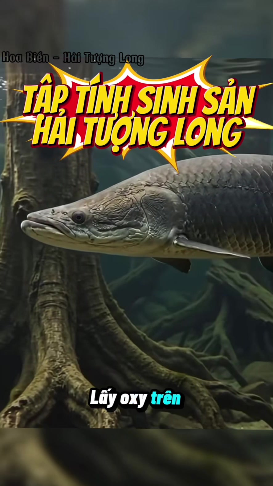 @Hoa Biển - Hải Tượng Long