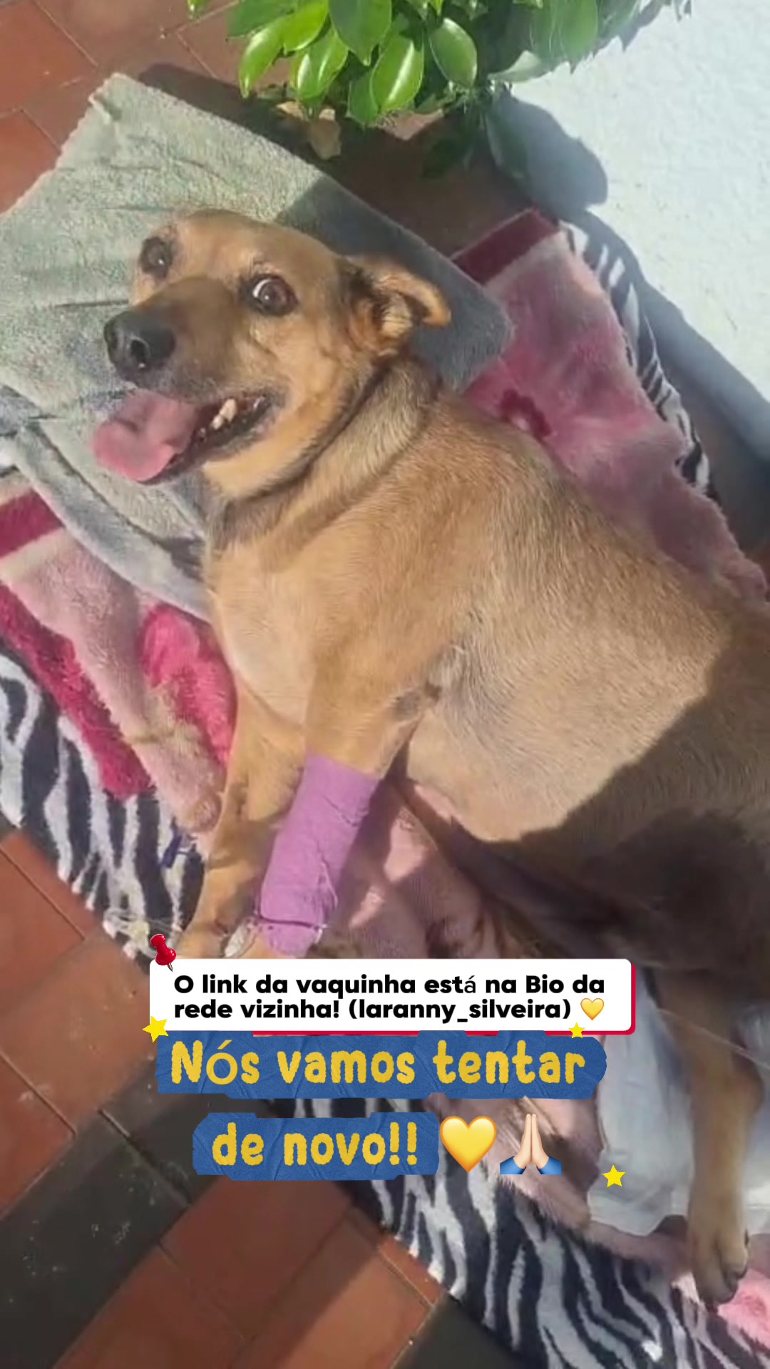 @Ajude o Max! 💙🐾