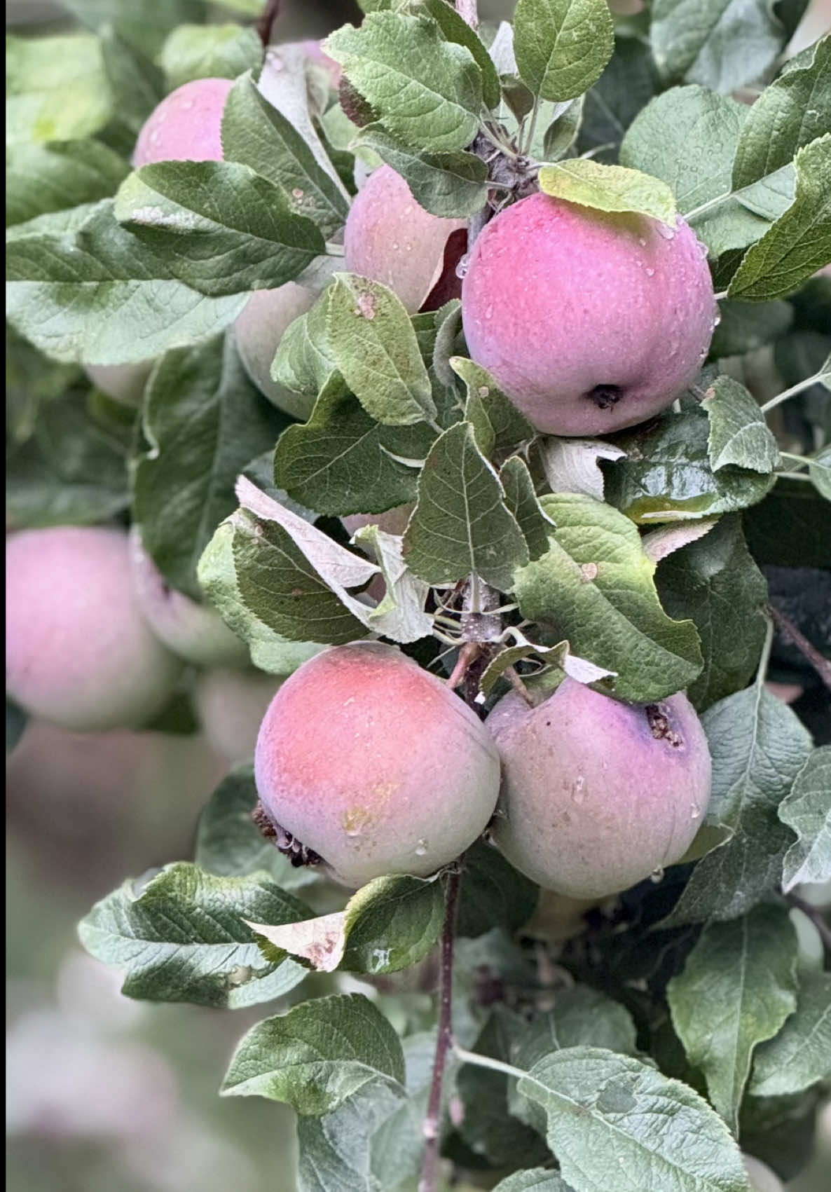 @learntogrow