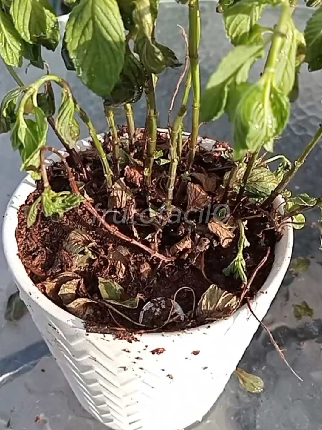 @Grow Garden