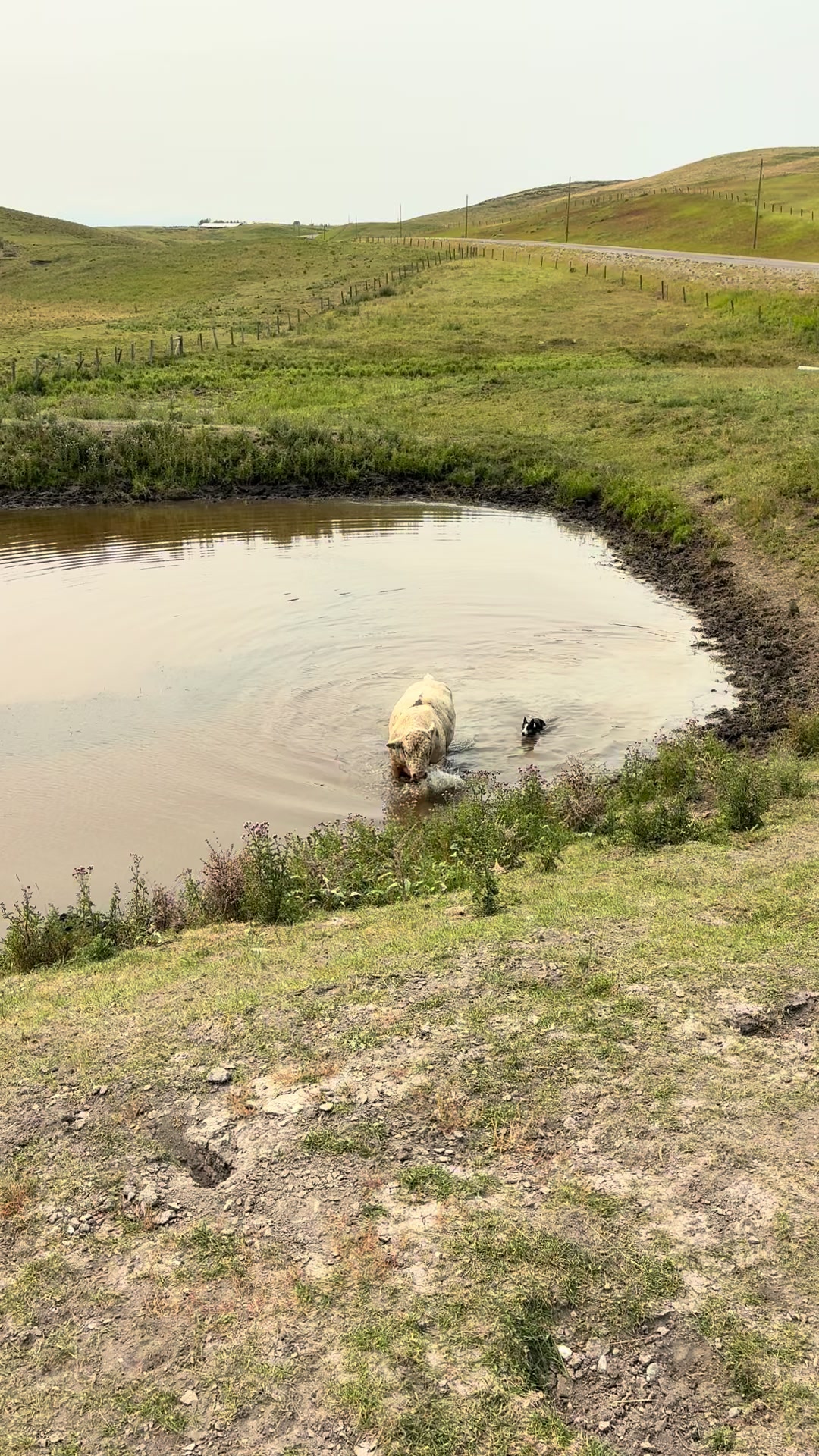 @Ducestockdogs&QuarterHorses