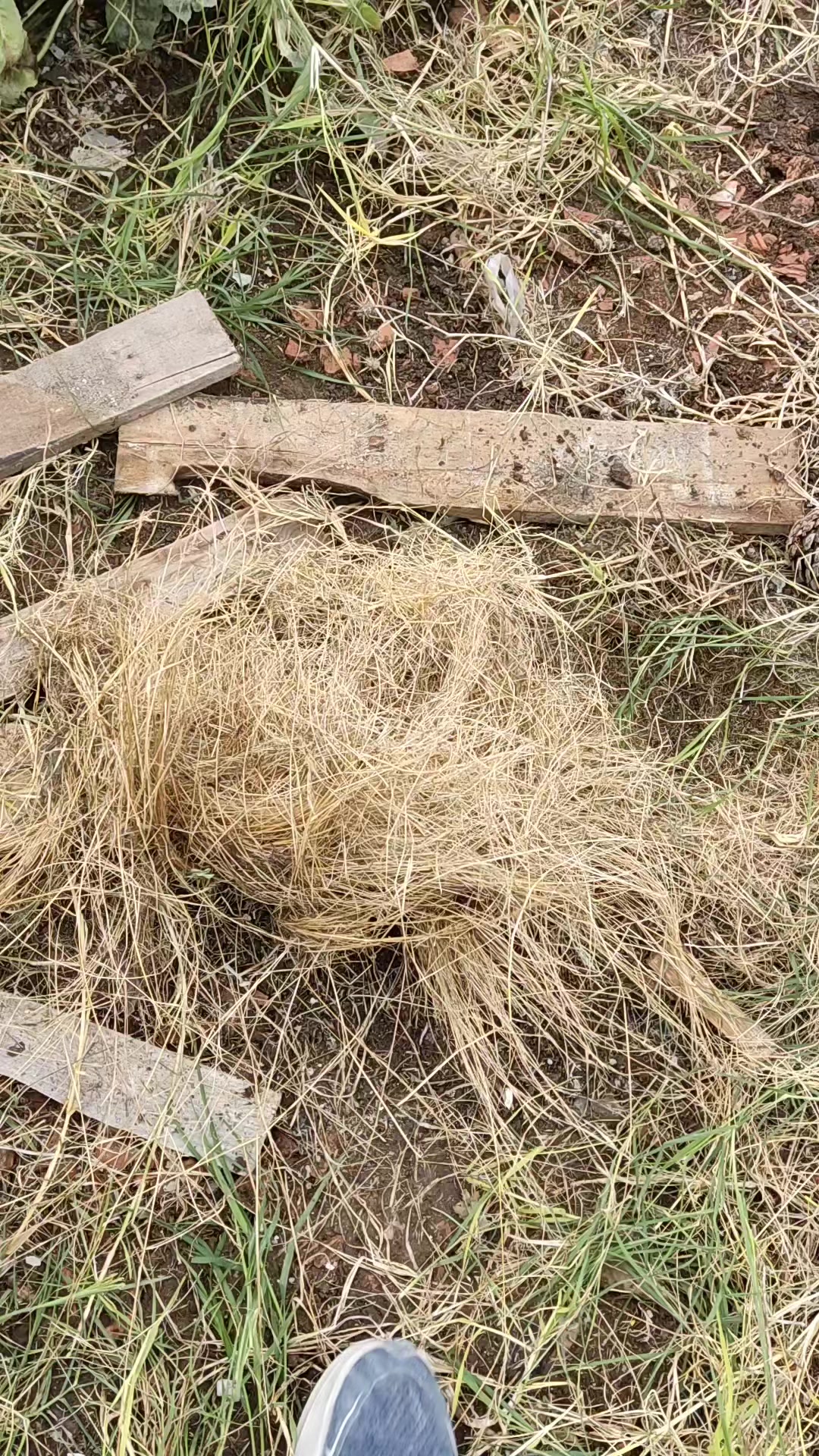 @İpək Kəlağayı Qarakolluq