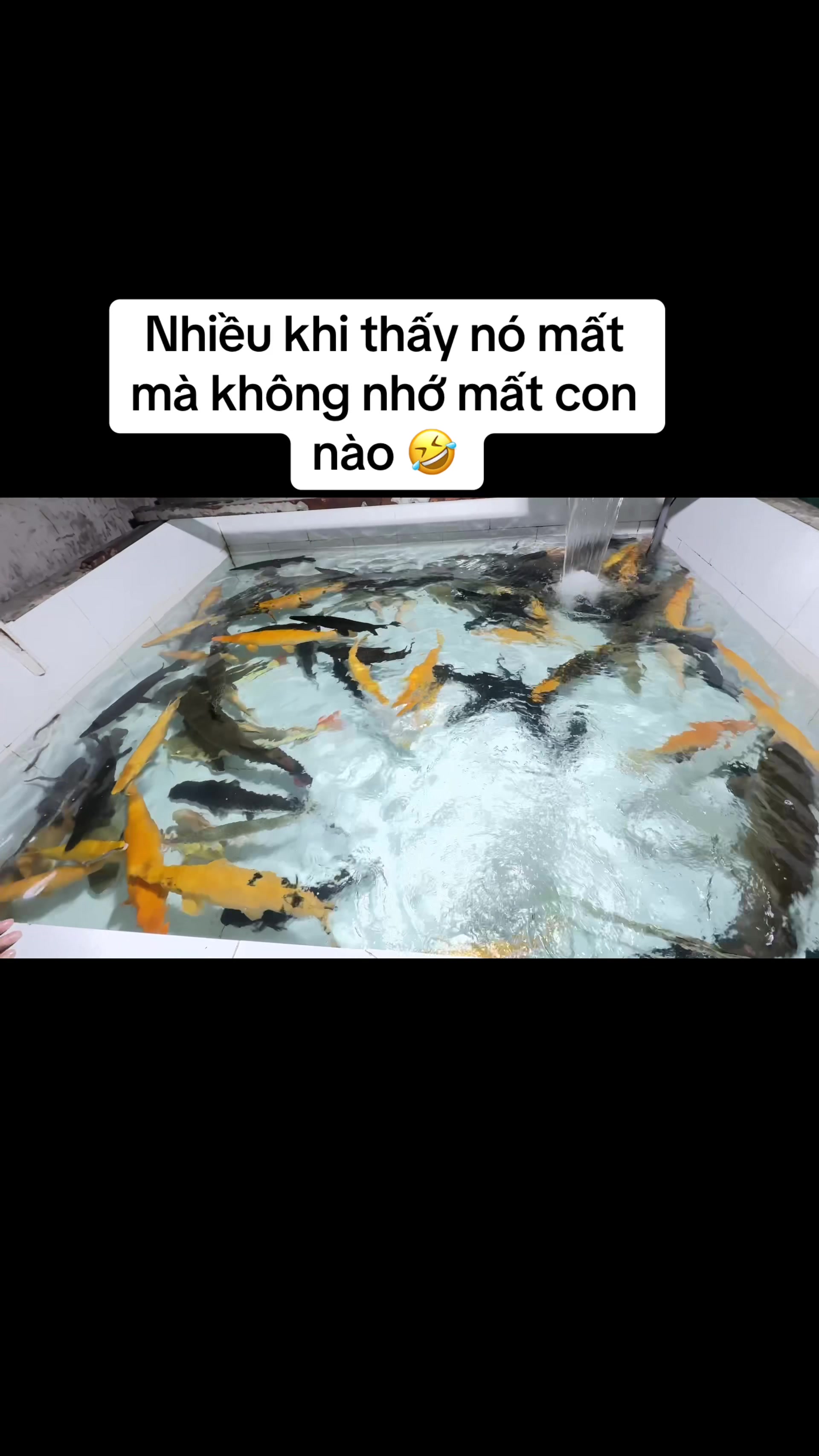 @Ph&aacute;t Đạt B&aacute;n C&aacute; 😎🐠🦈