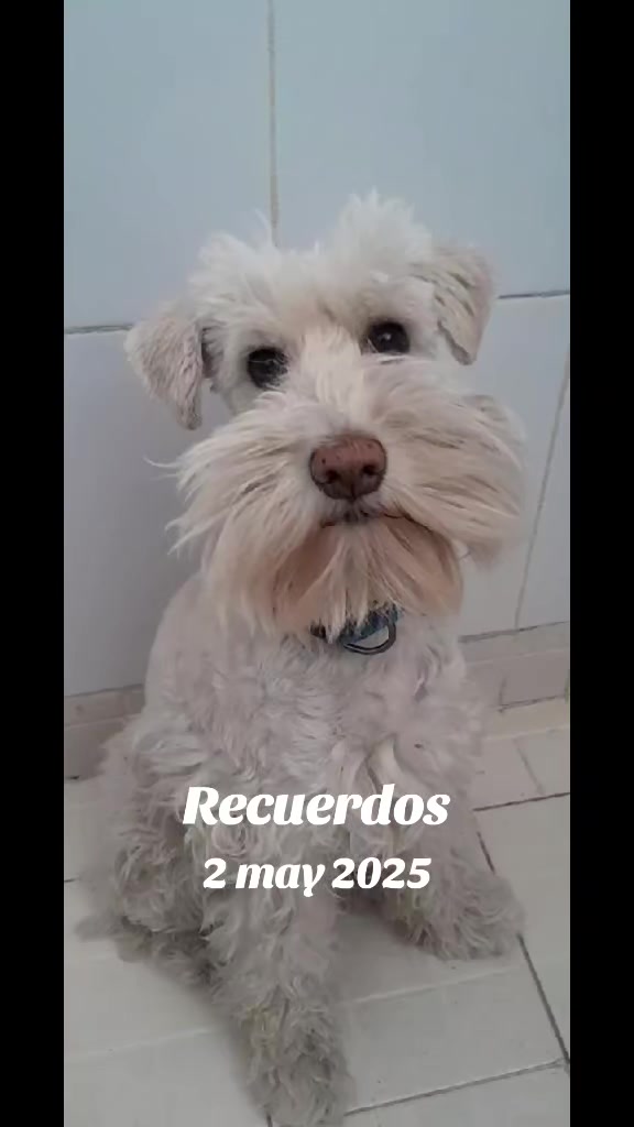 @Félix el gato