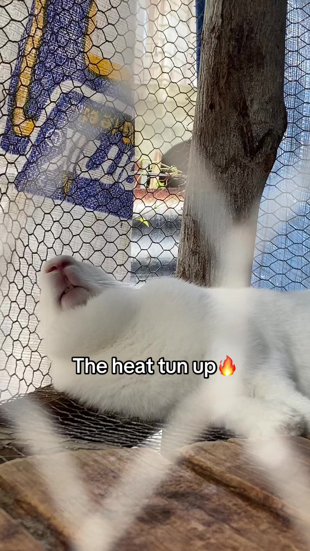 @HappyHoppersRabbitry