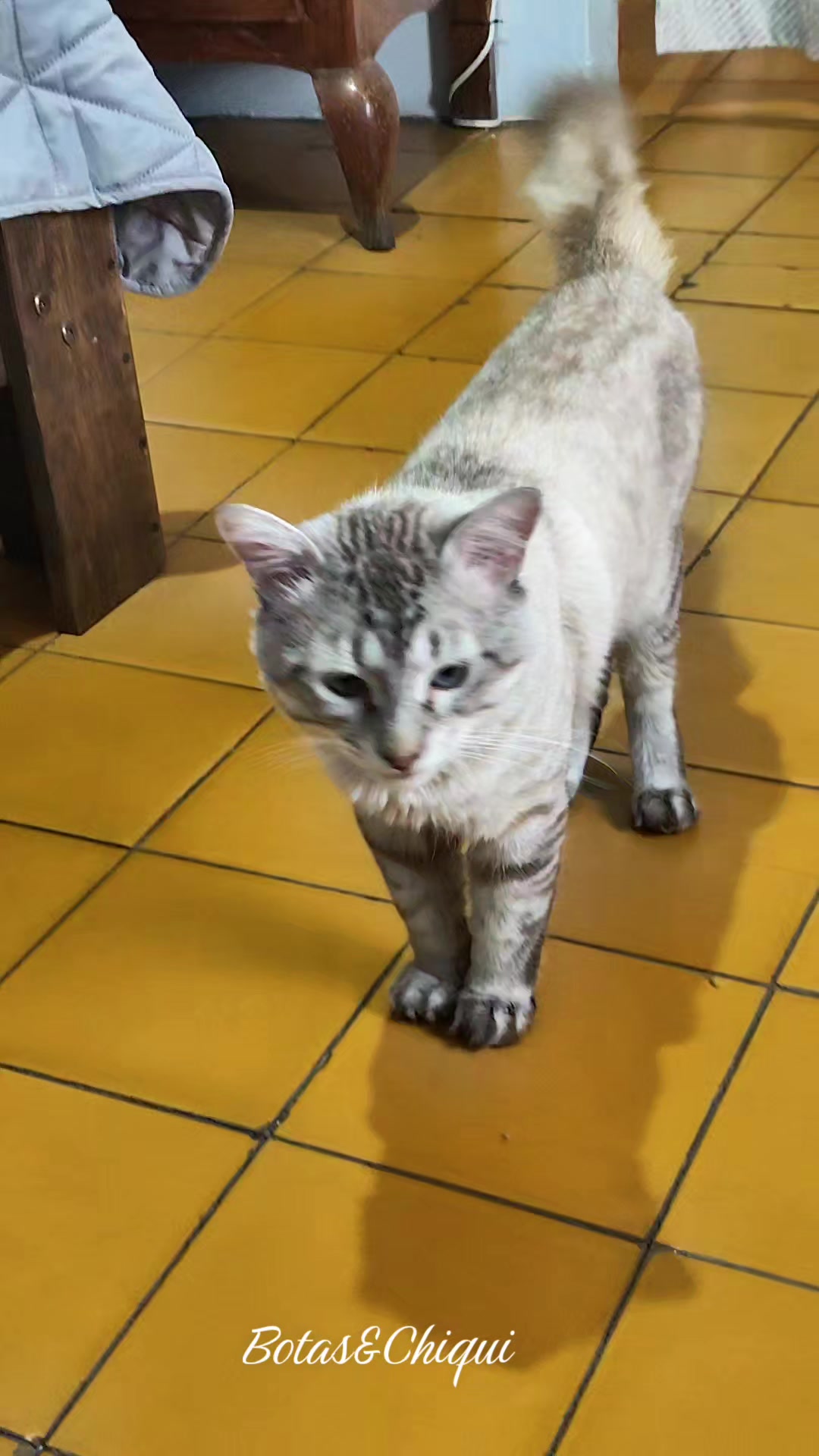 @Onda/Felina