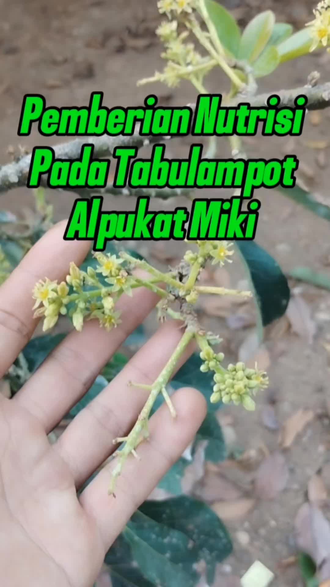 @Bukit Farming
