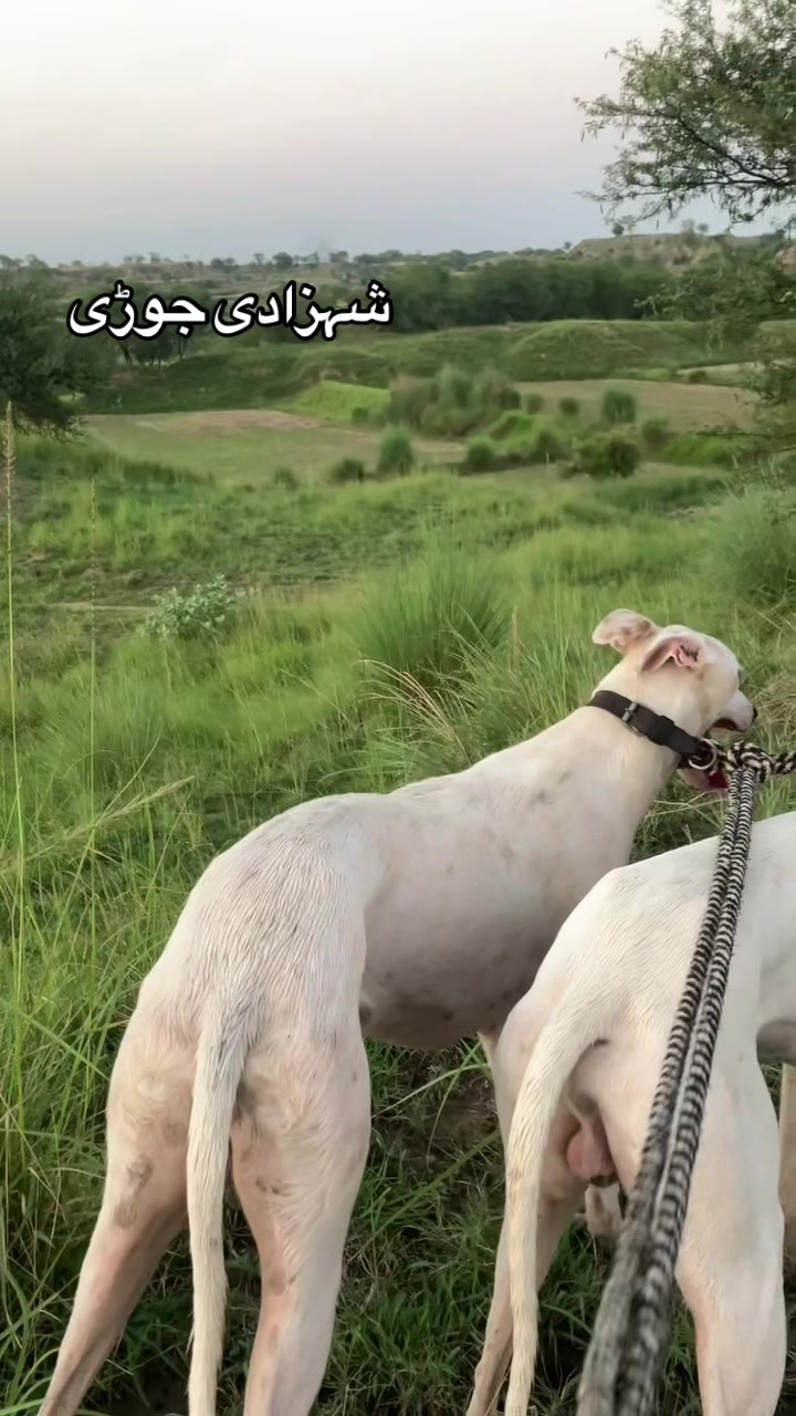 @چوہدری  حمزہ گجر🐾