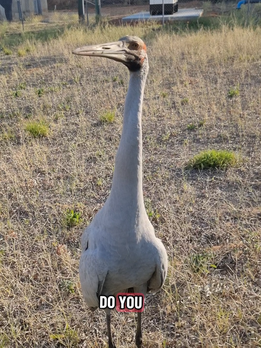 @SM Wildlife