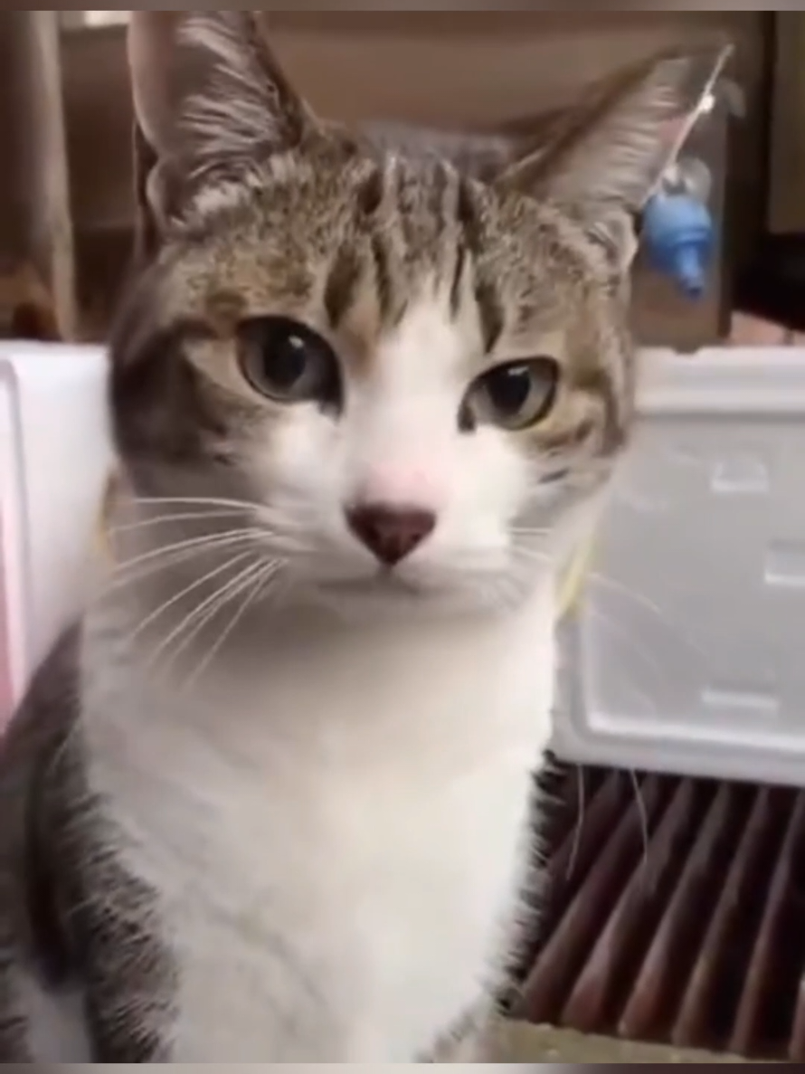 @Paw Pet