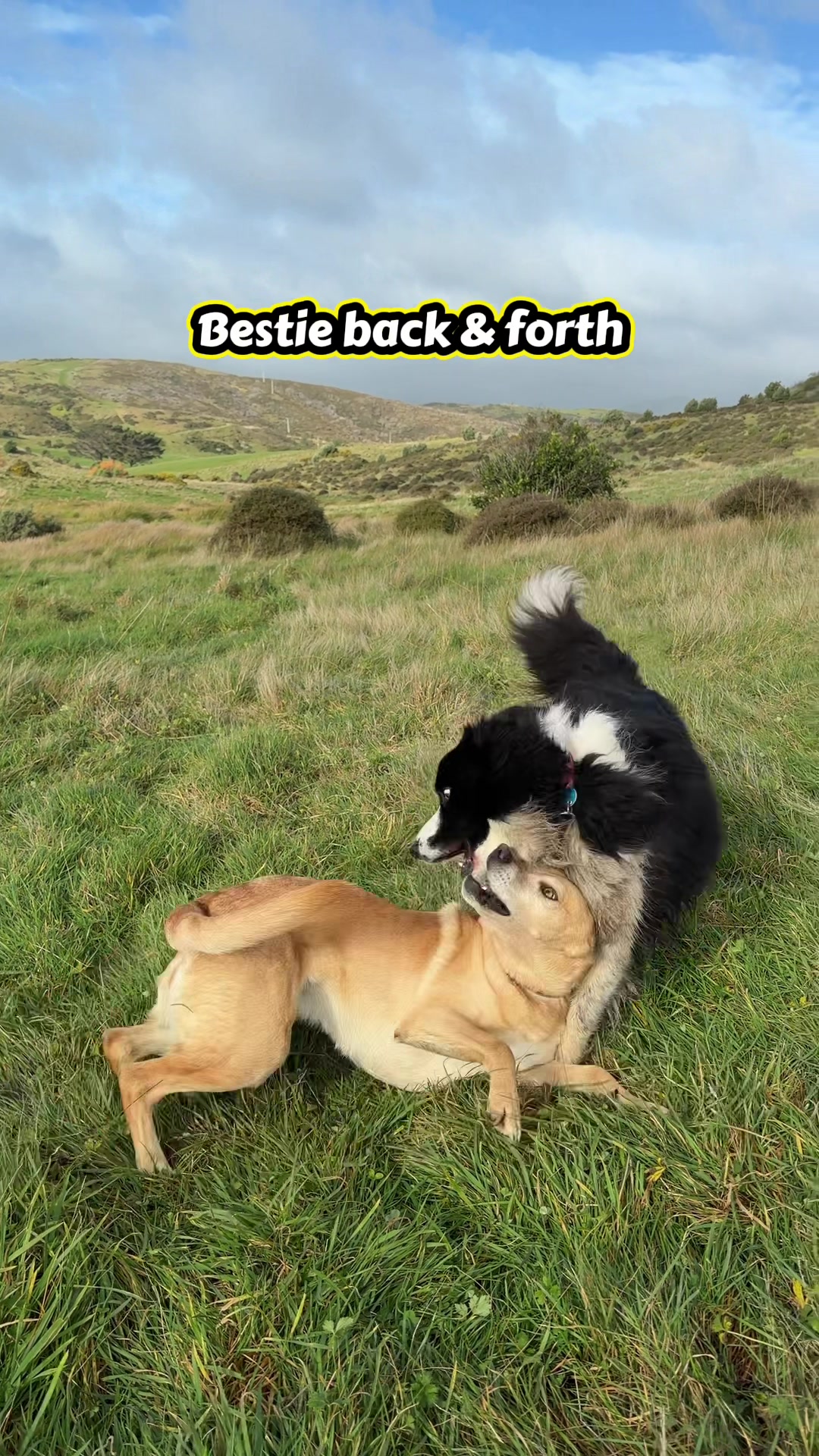 @Beks 🐺 Dog Handler 🇳🇿