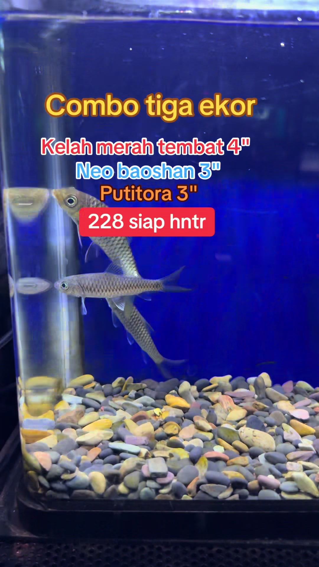 @Din_BB Aquatic