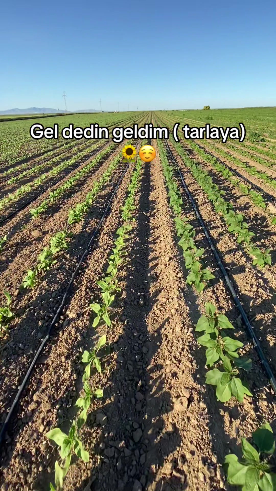 @Hilal Karababa