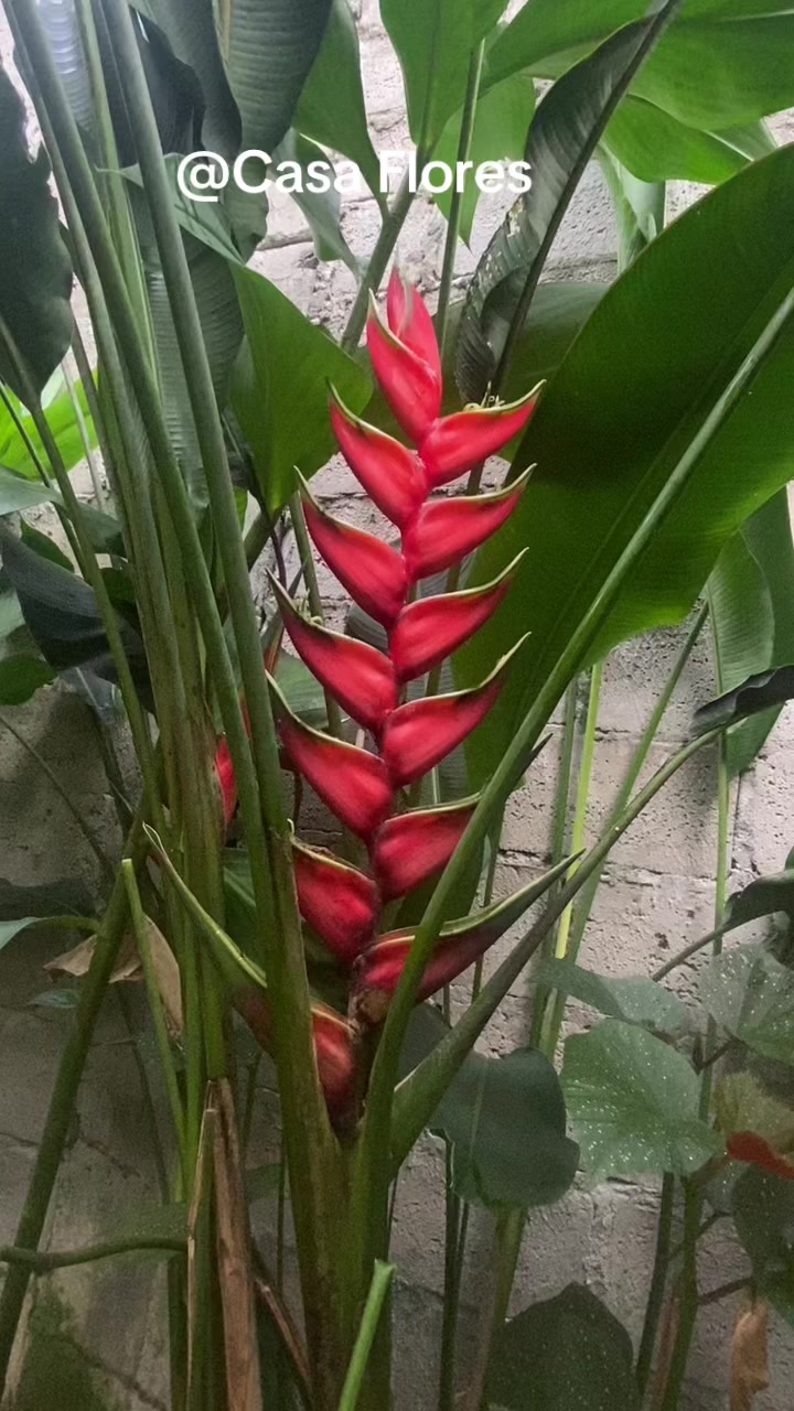 @Casa Flores