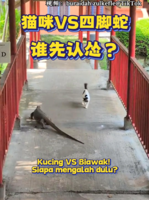 @中国报