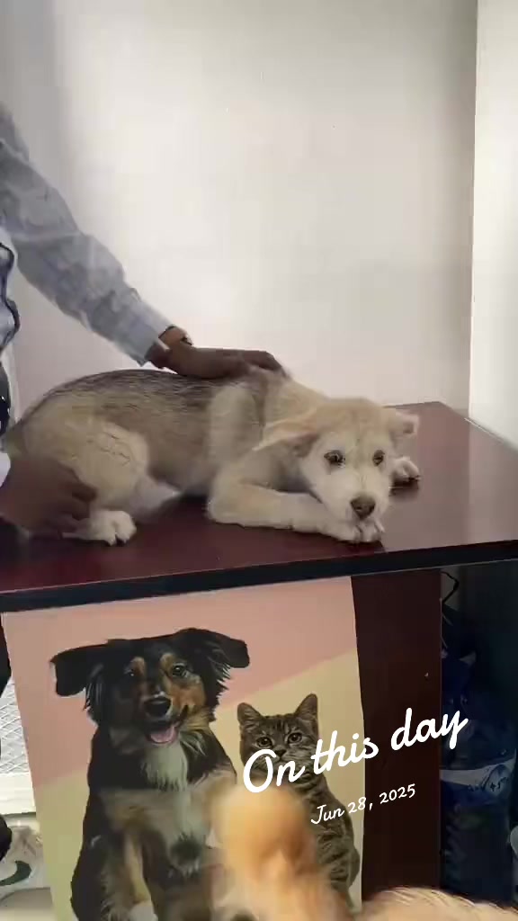 @Hachiko_Vet_Clinic