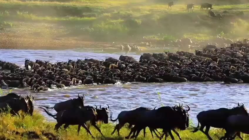 @aidansafaris