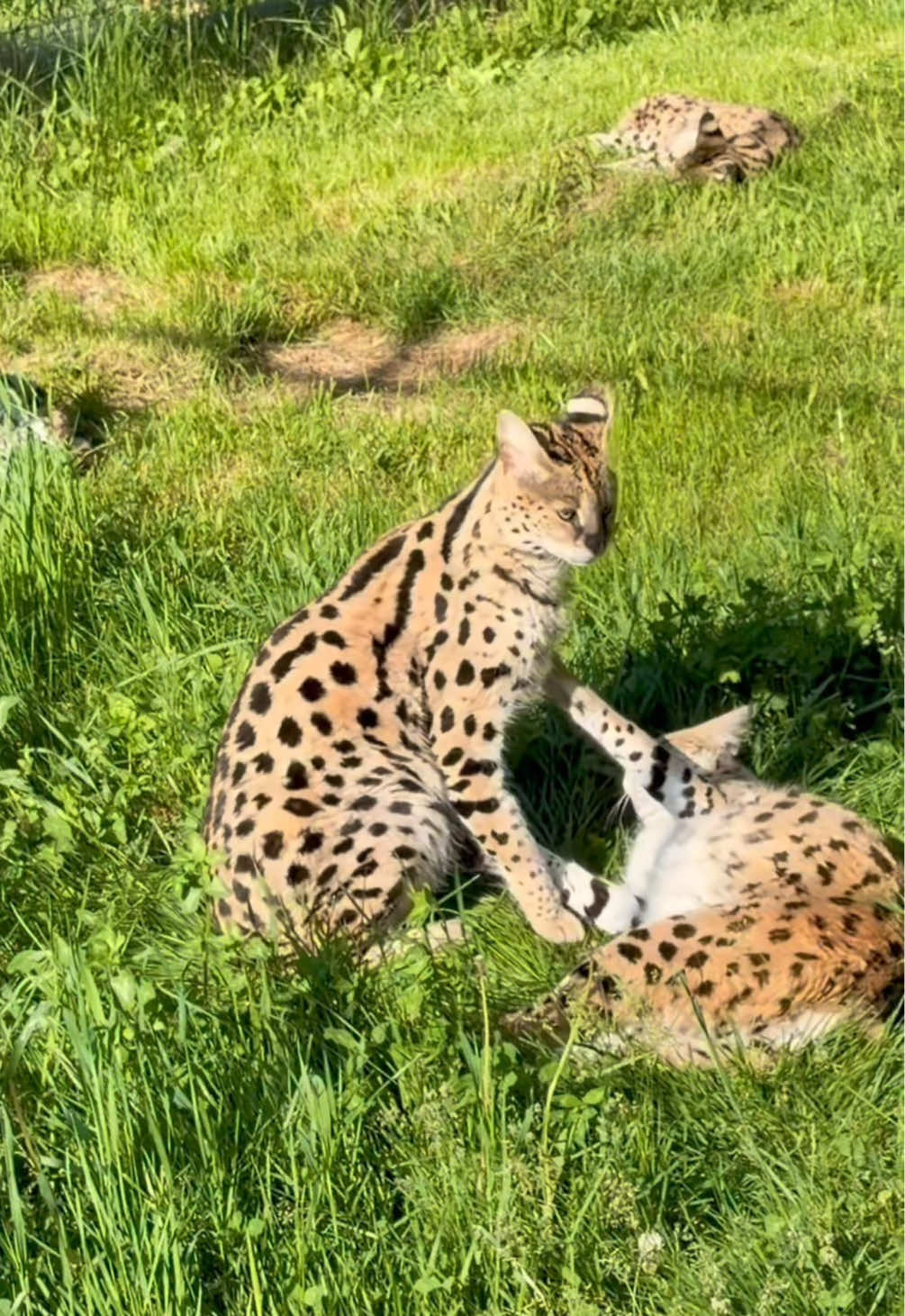 @The Wildcat Sanctuary