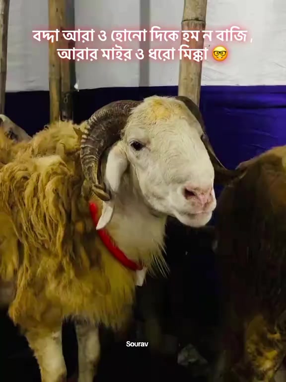 @❤️🩹😅Sourav Das❤️🩹😅