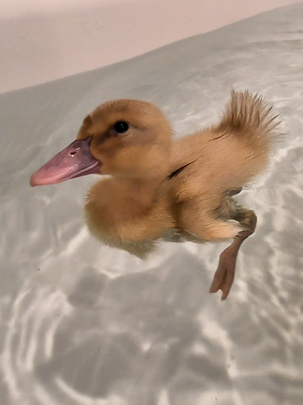@Mother Duckers Homestead