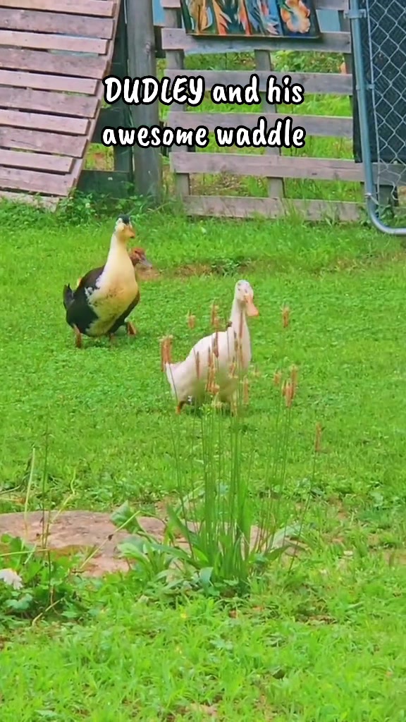 @Cluck and Waddle Farm Rescue