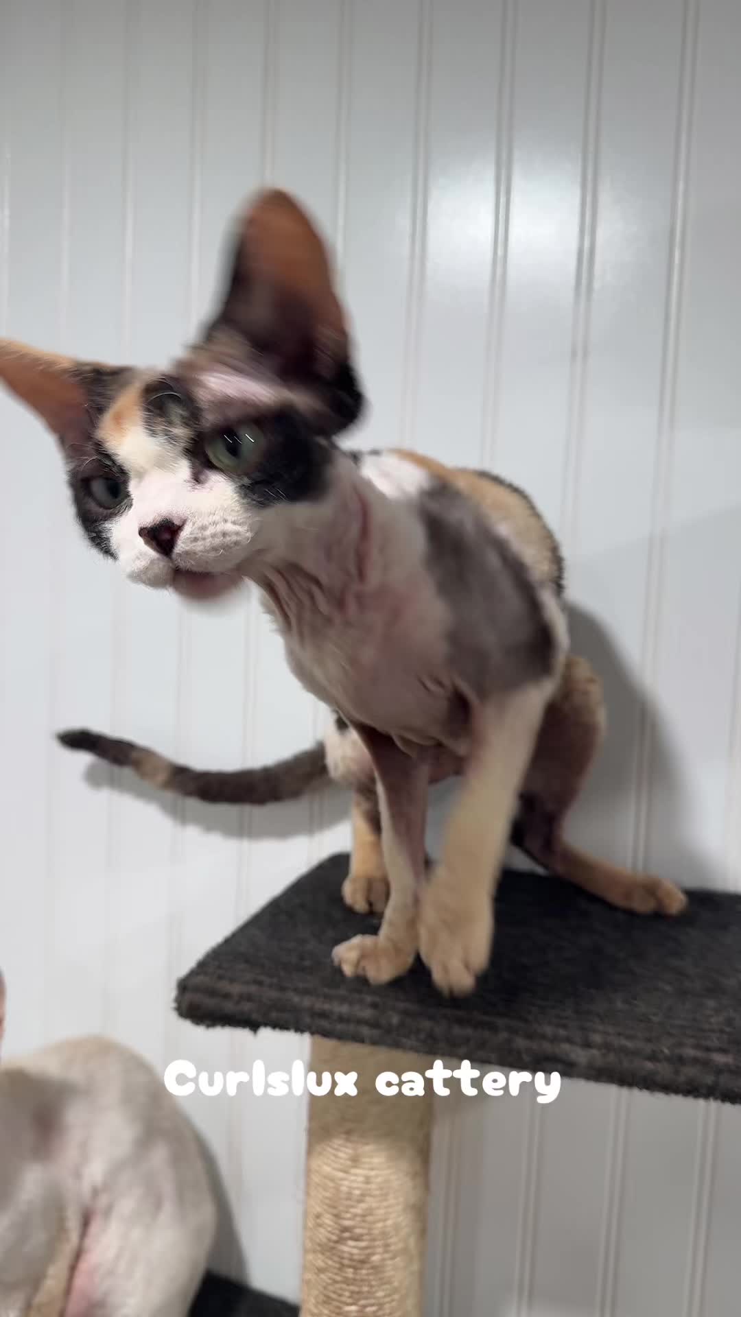 @Curlslux cattery!!🇺🇸