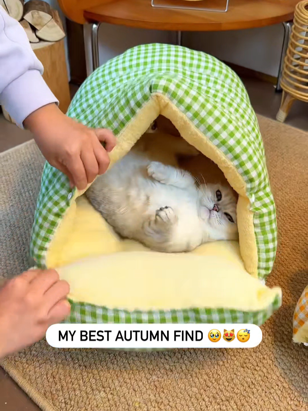 @Chonky World Of Cats