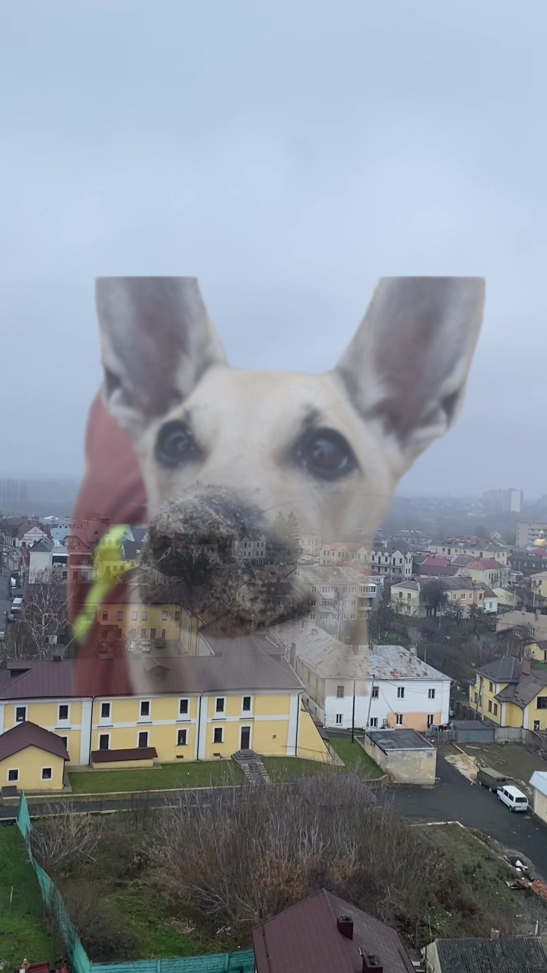 @Чіпік 🐶