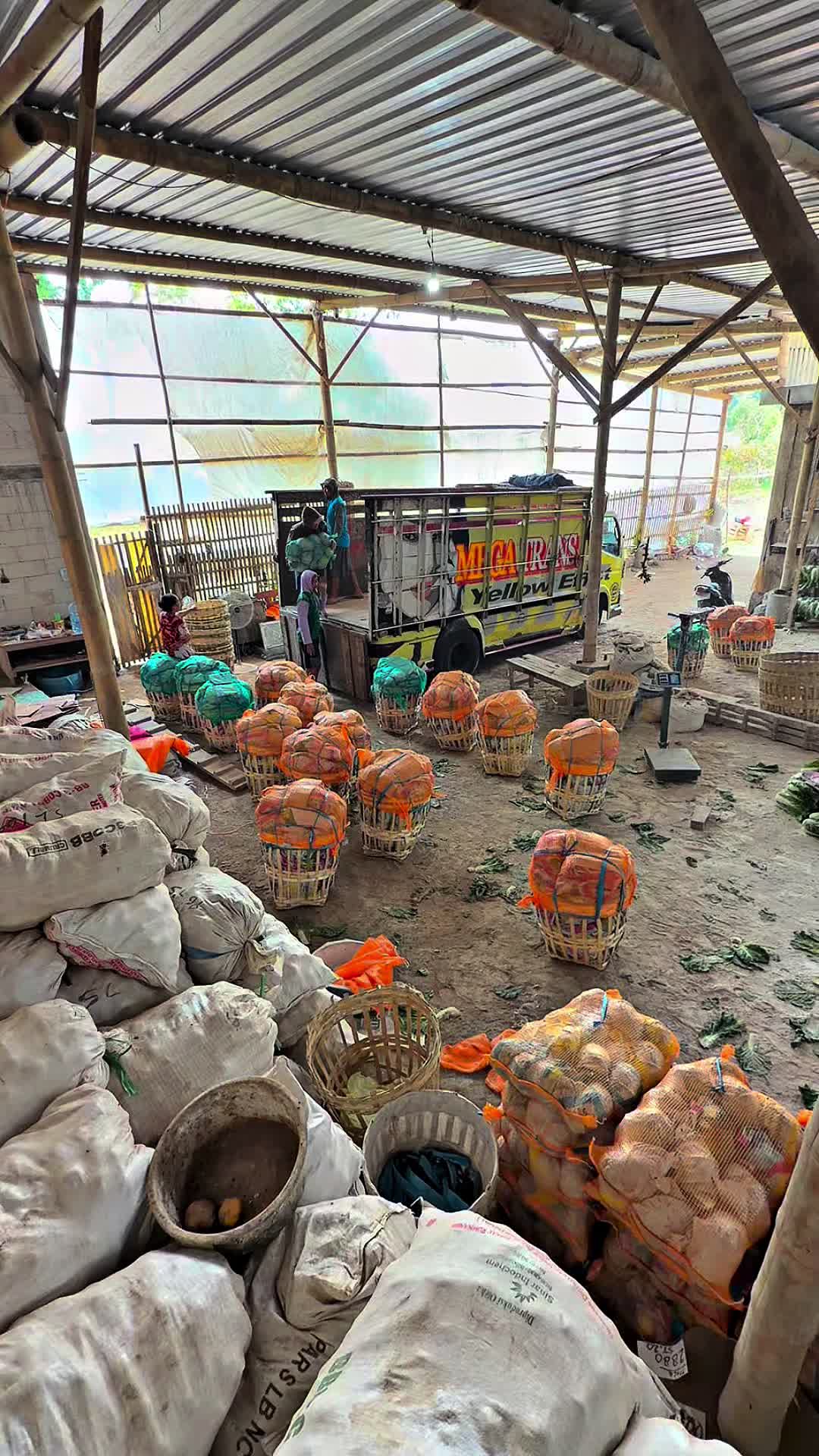 @MEGA TRANS SAYUR MALANG