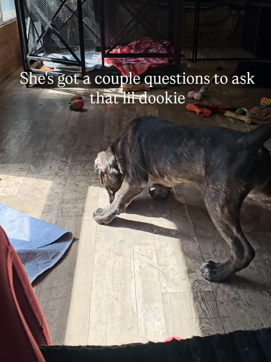 @SalmonCreekCaneCorso
