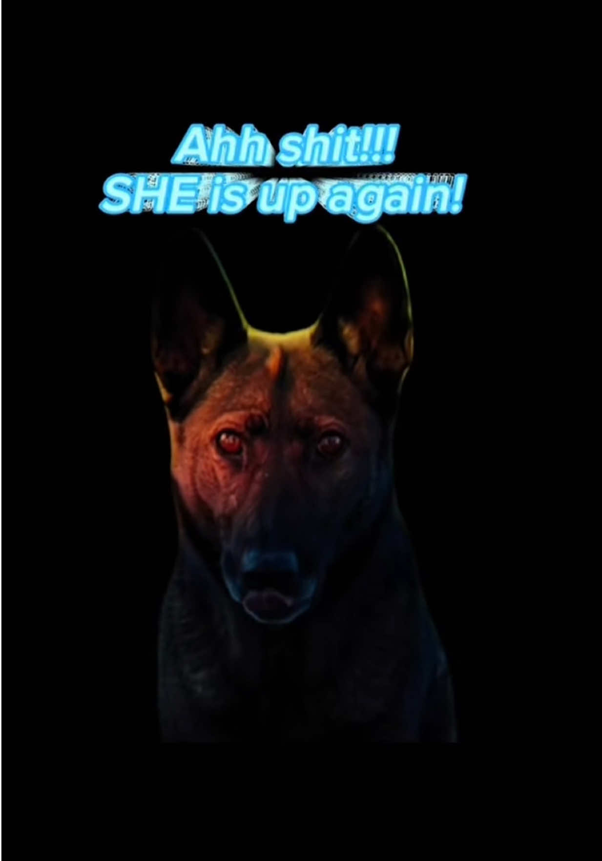 @K9 Dina